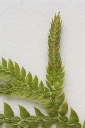 Selaginella moellendorffii. Close up from WELT P016395. Adaxial surface of branch showing two rows of smaller leaves, two rows of larger lateral leaves, and a terminal strobilus.
 Image: J.C. Stahl © Te Papa  CC BY-NC 3.0 NZ